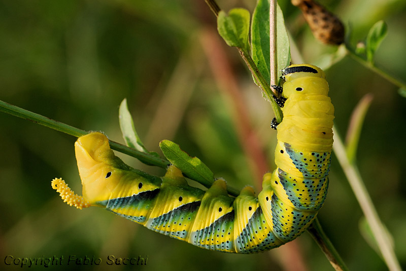 Acherontia atropos